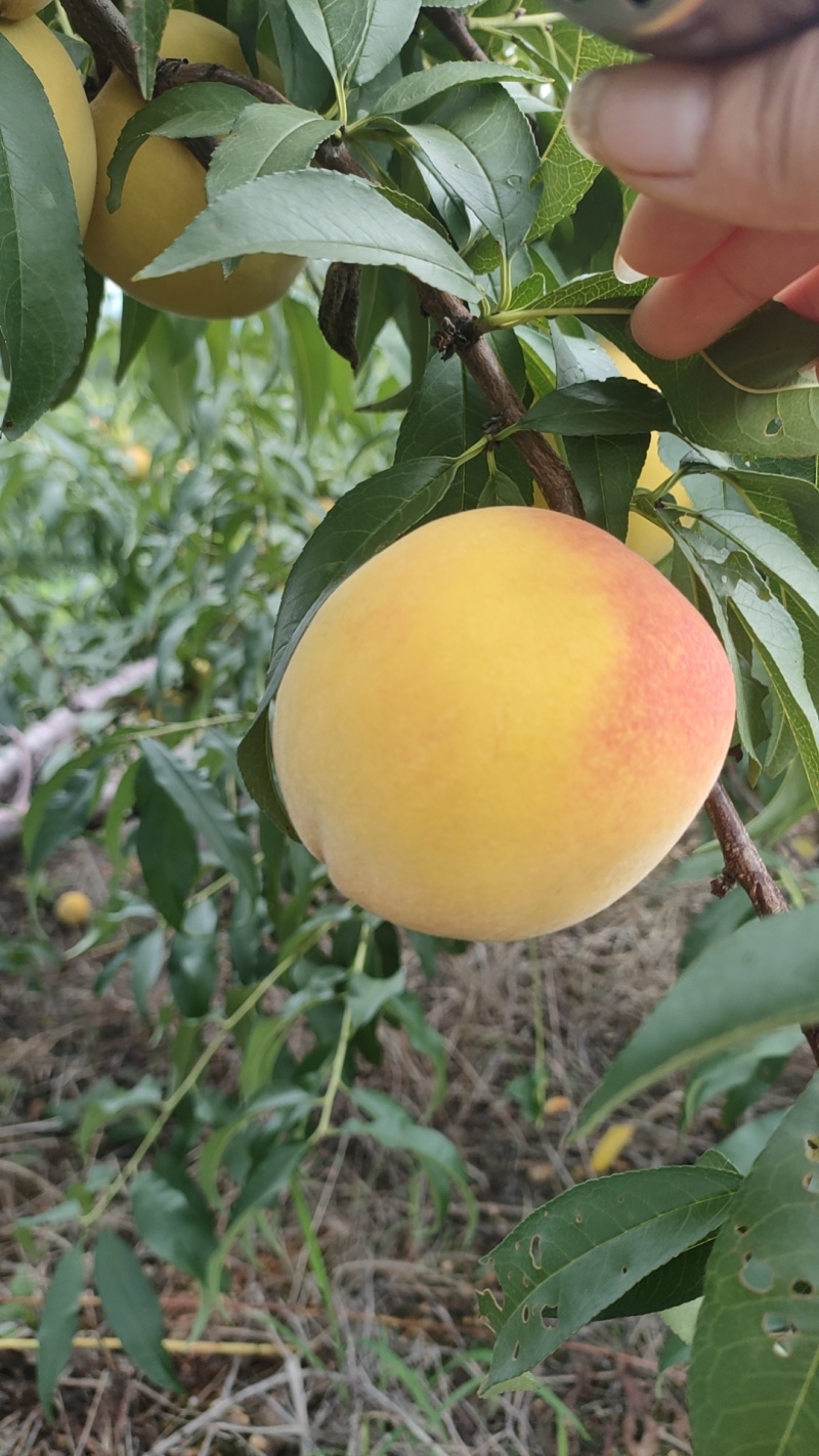 锦绣黄桃大量上市果面好