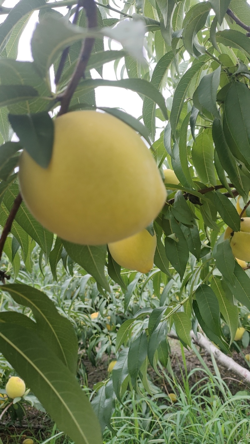 锦绣黄桃大量上市果面好