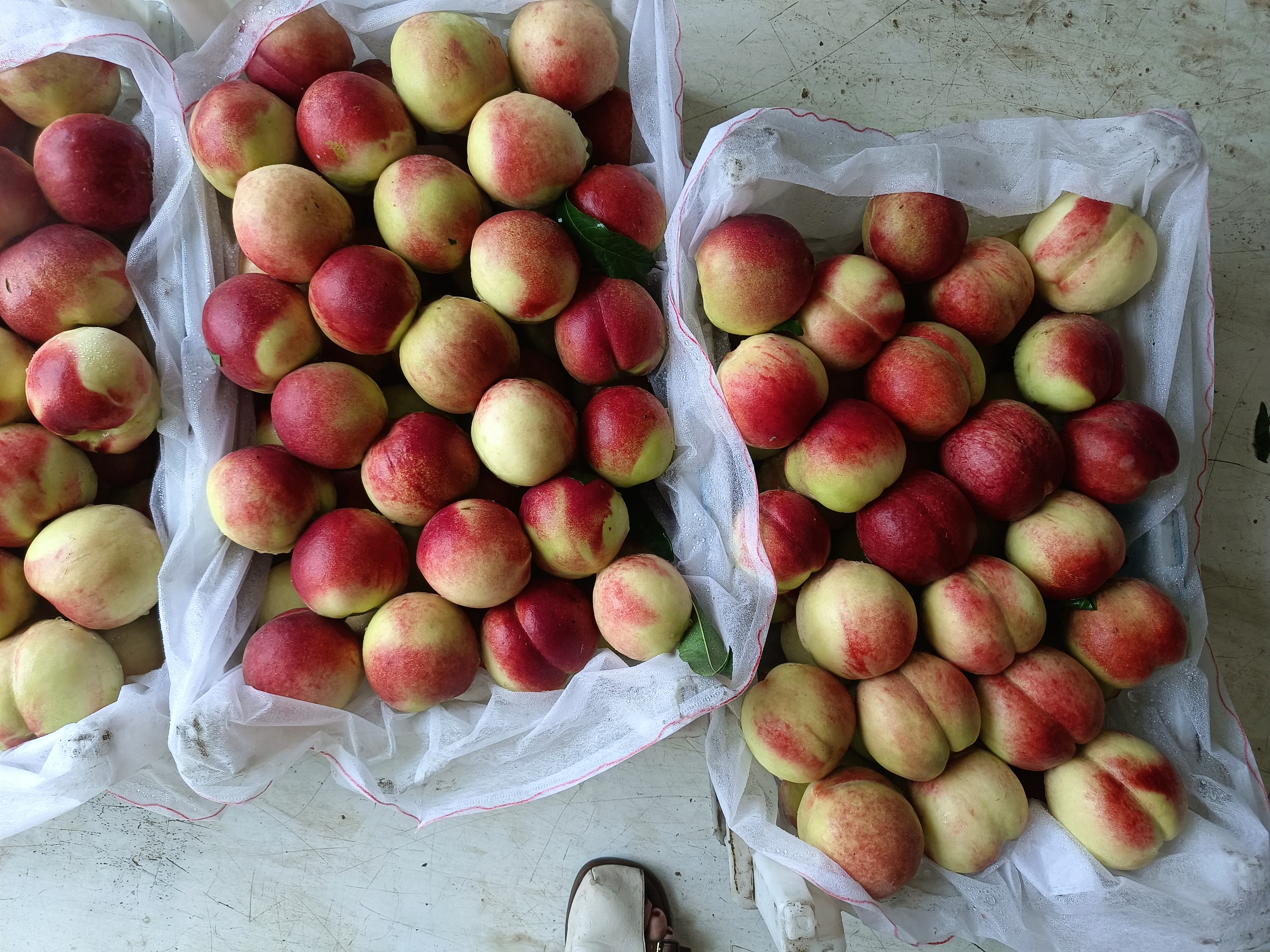 黄桃、油桃、毛桃对比图