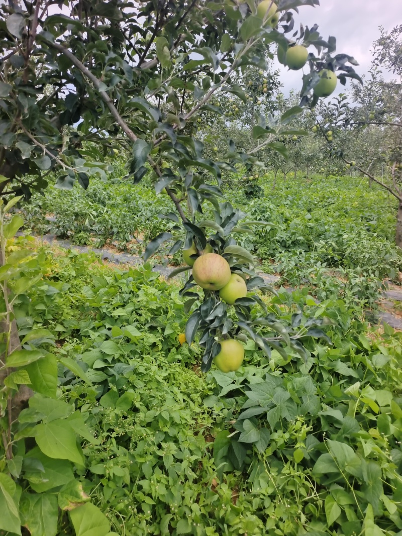 苹果很快上市有需要的朋友跟我联系。