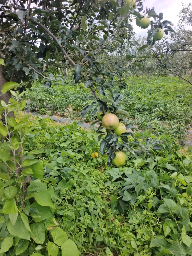 苹果很快上市有需要的朋友跟我联系。