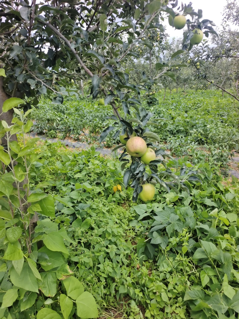苹果很快上市有需要的朋友跟我联系。