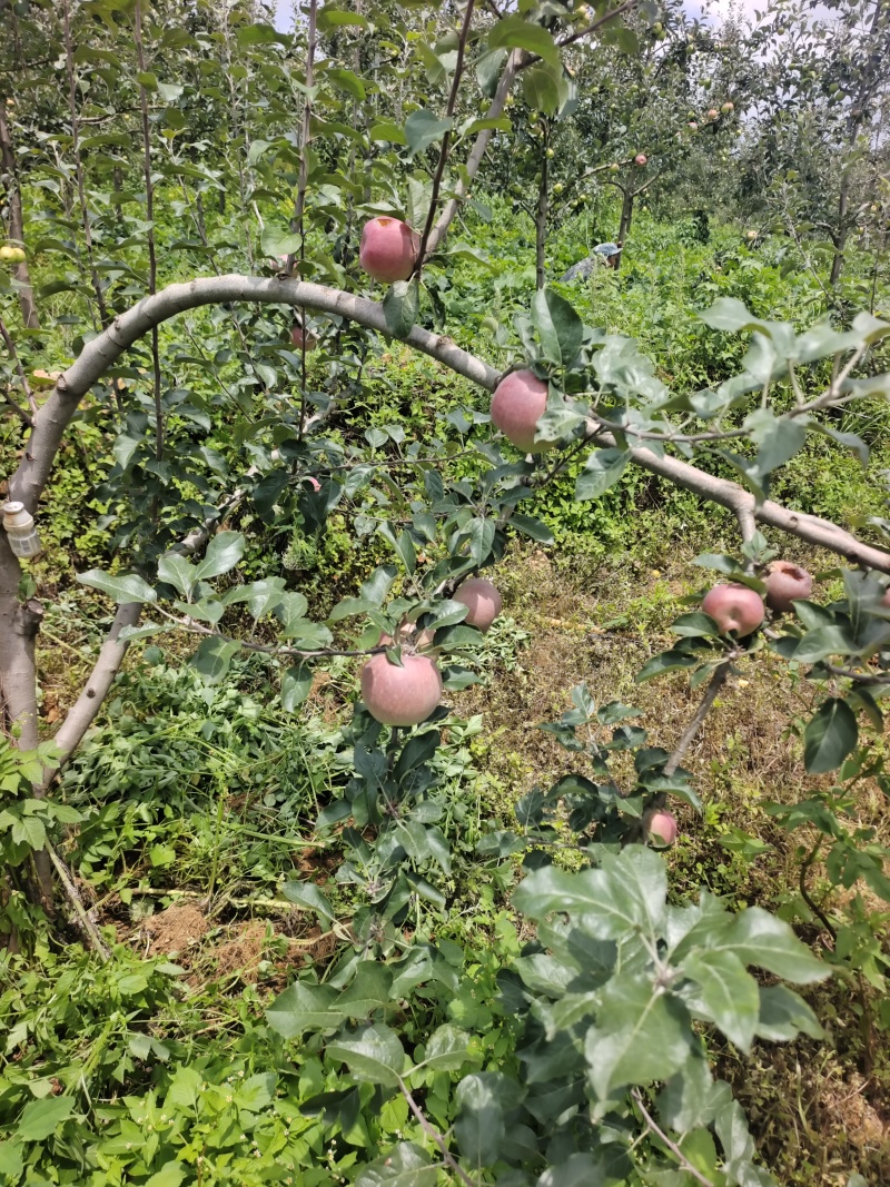 苹果很快上市有需要的朋友跟我联系。