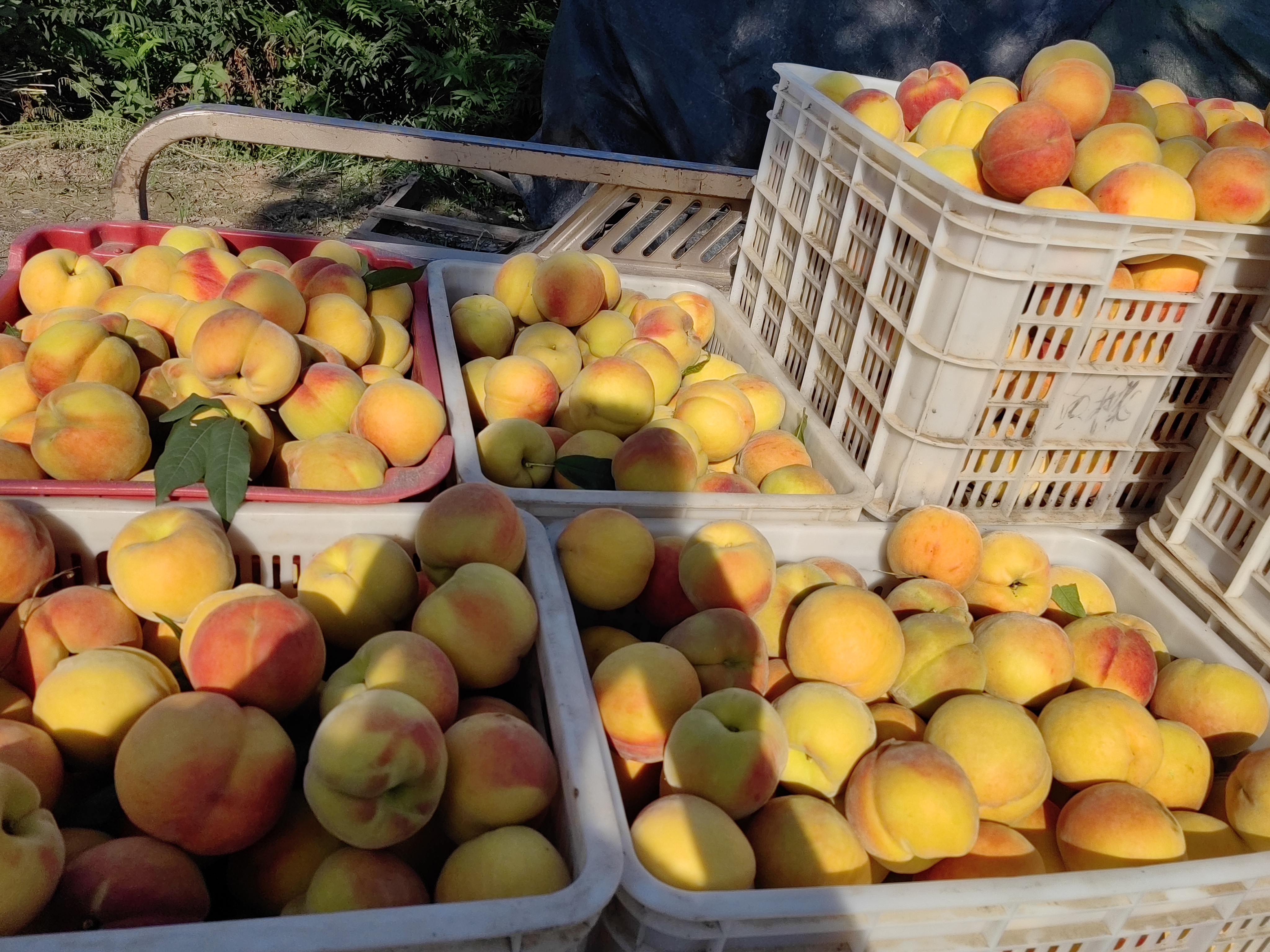 金蜜一号黄油桃采摘场景