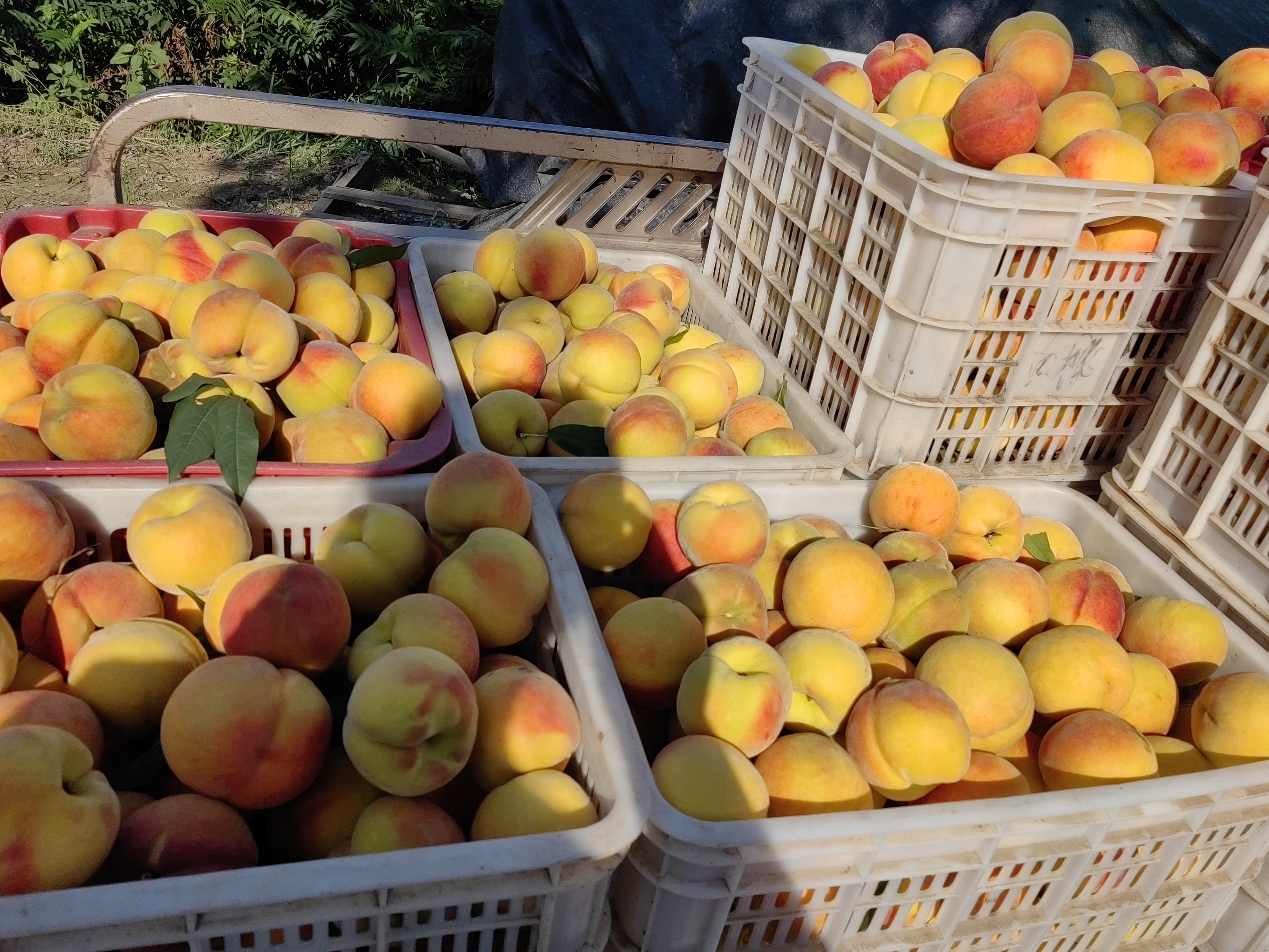 黄金蜜5号包装与加工场景