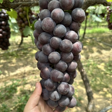 常州夏黑葡萄大量上市，有需要的老板联系