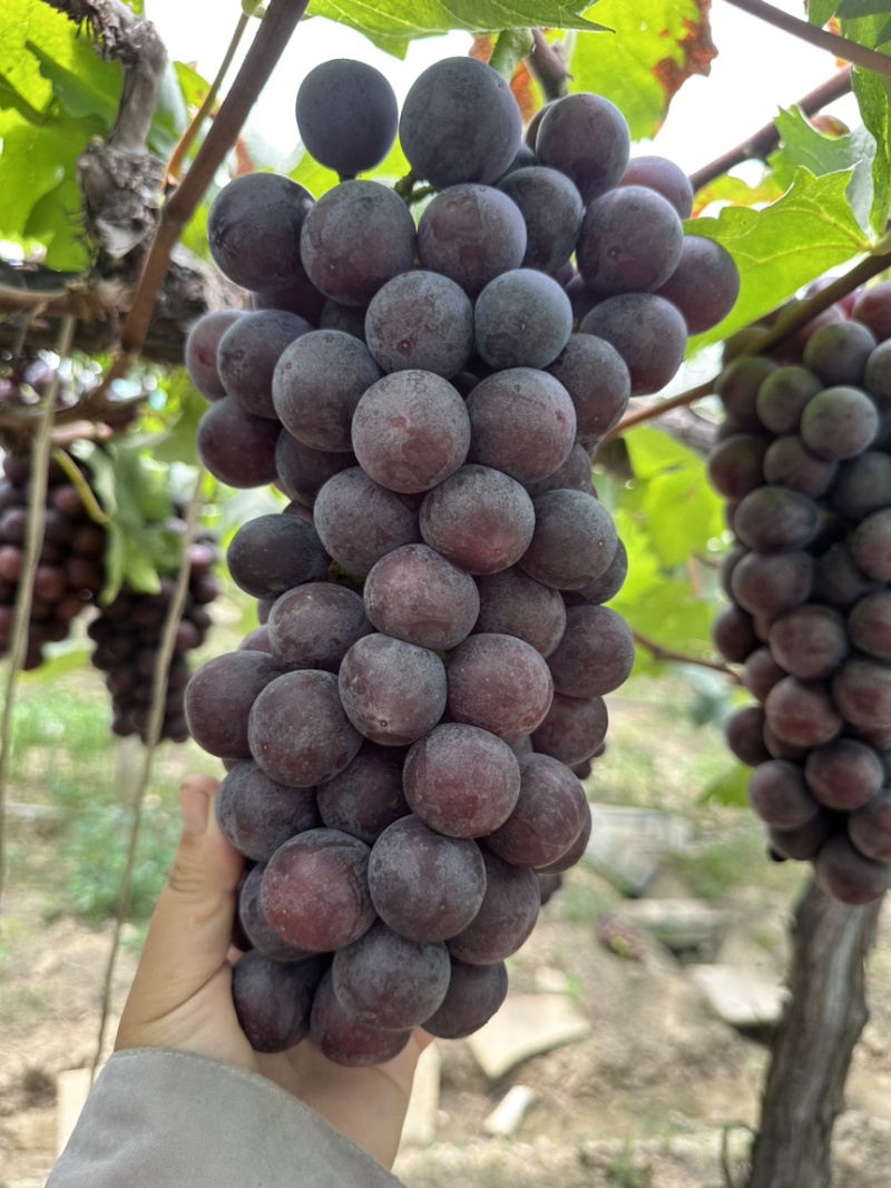 常州夏黑葡萄大量上市，有需要的老板联系
