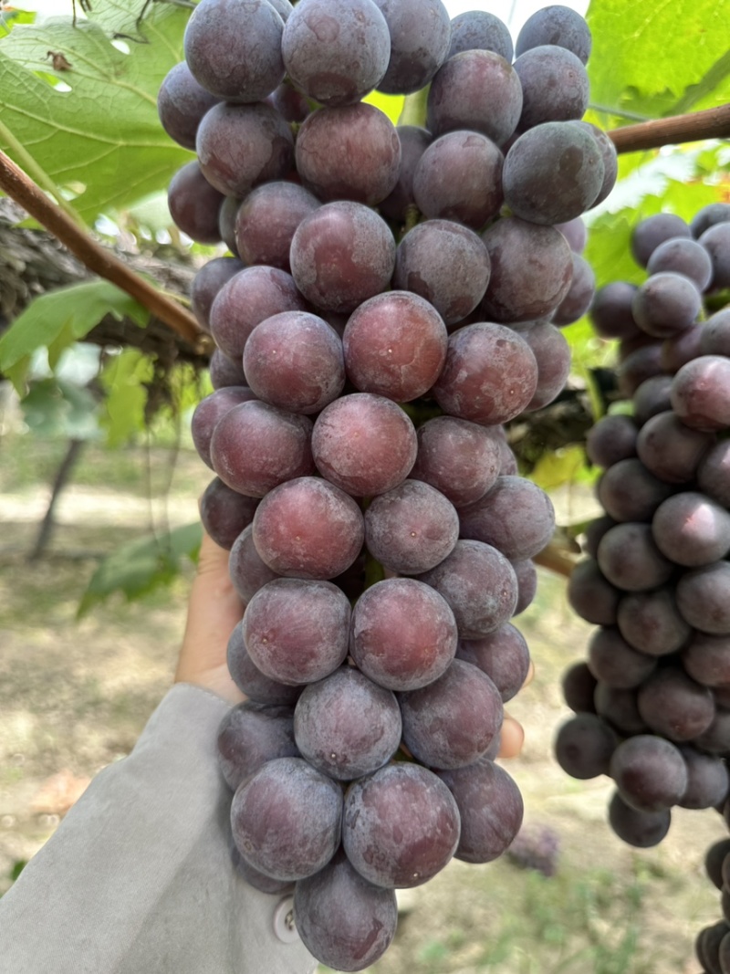 常州夏黑葡萄大量上市，有需要的老板联系