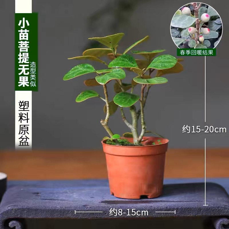 菩提树苗量大从优供应全国品质保证欢迎来电咨询合作