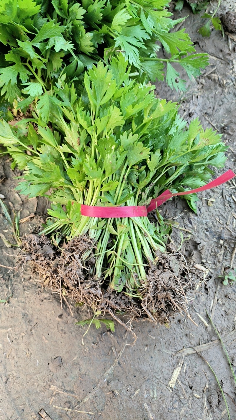 大量供应优质芹菜苗，法国皇后，成活率高，抗病性高，长期供