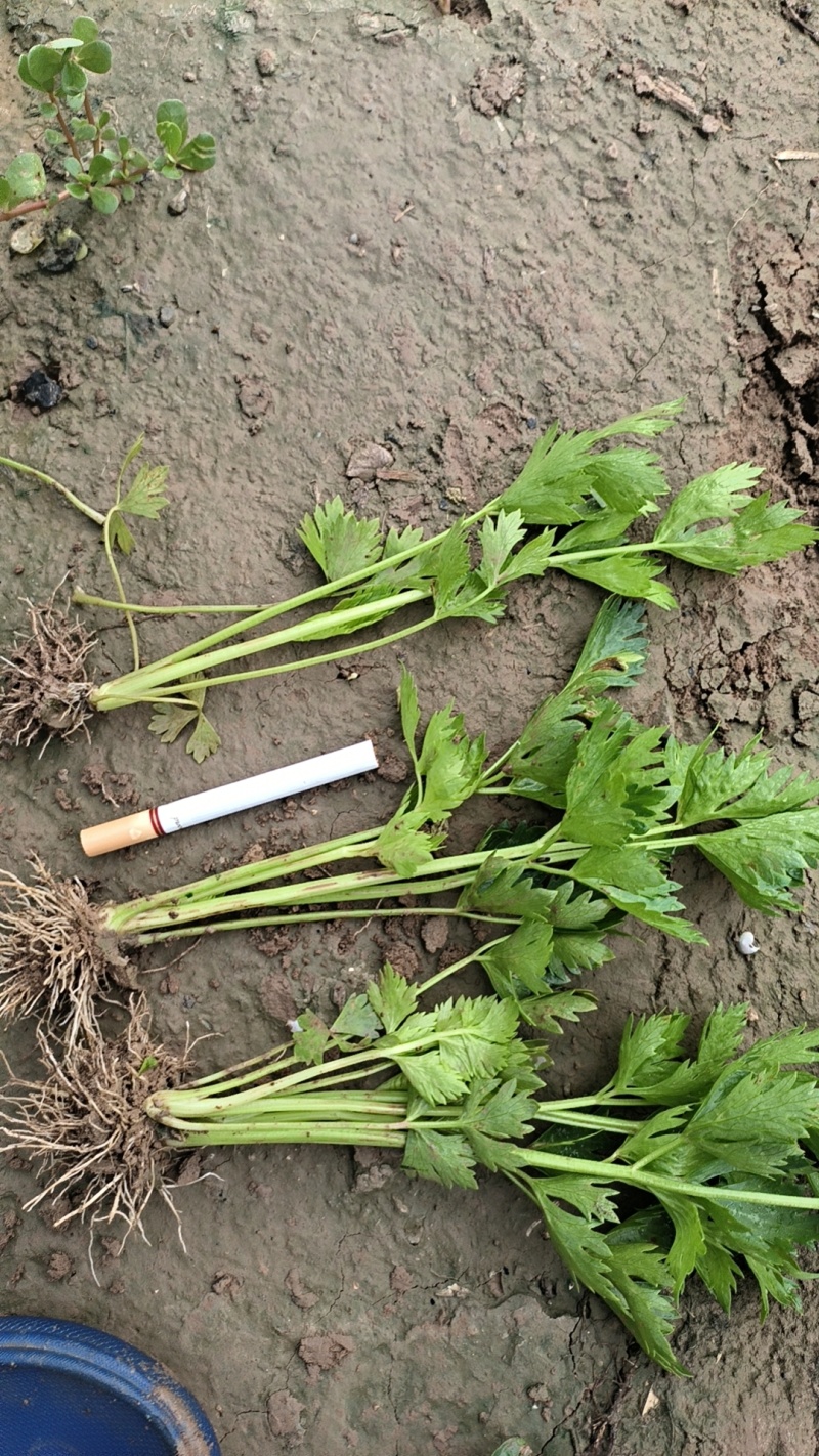 大量供应优质芹菜苗，法国皇后，成活率高，抗病性高，长期供
