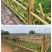新农村建设不锈钢仿竹护栏草坪绿化菜园围栏景区仿真竹节篱笆