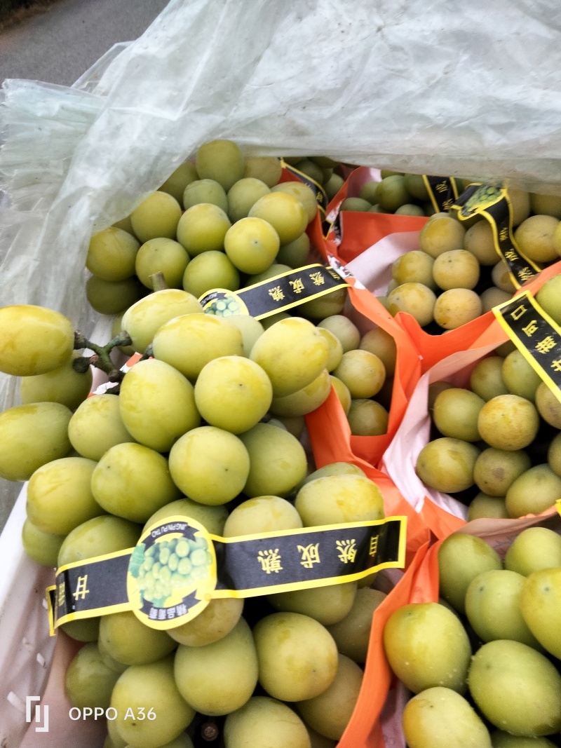 青岛莱西市葡萄产区阳光玫瑰大量收货，价格从3元到13都有