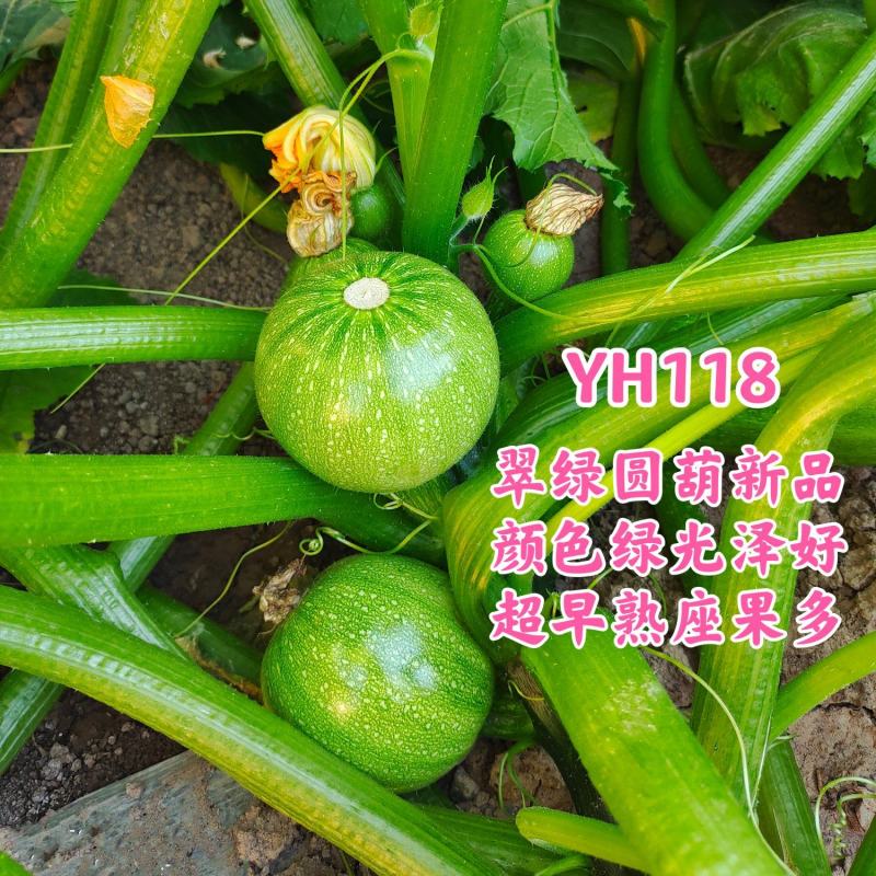 YH118翠绿皮圆葫新品超早熟座果多皮色翠