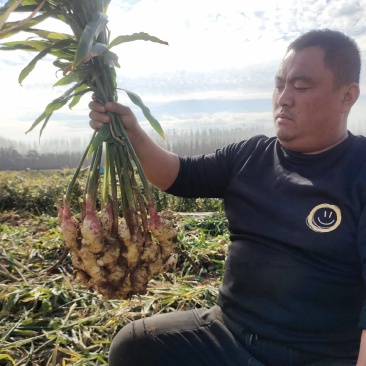 鲜姜精品大量上市货源充足保质保量产地直发欢迎电联