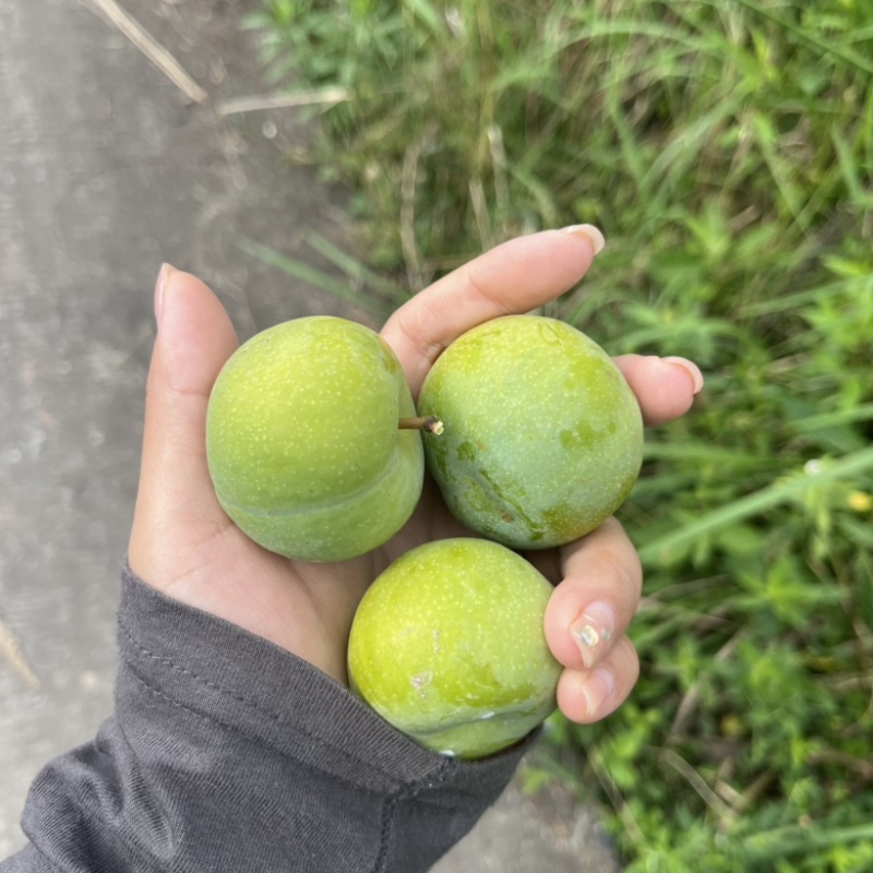 青脆李大量上市，产地直发，保证质量，价格实惠！