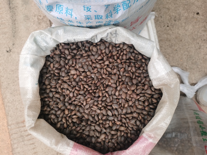华山松子大丰收，有实力的老板联系，亿万吨松子等你来盘
