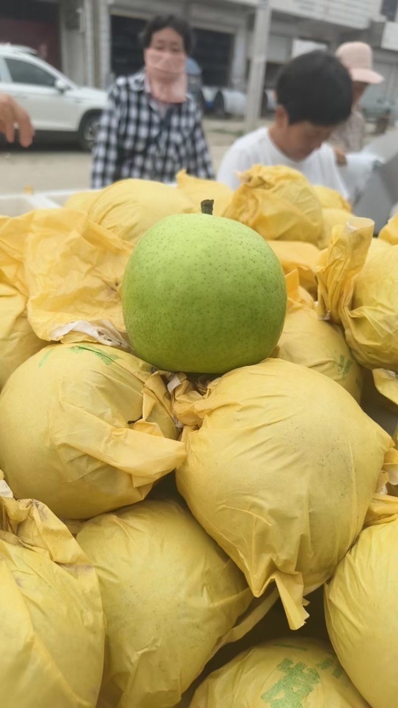 翠玉梨大量上市品质保证支持视频看货欢迎各位客商选购