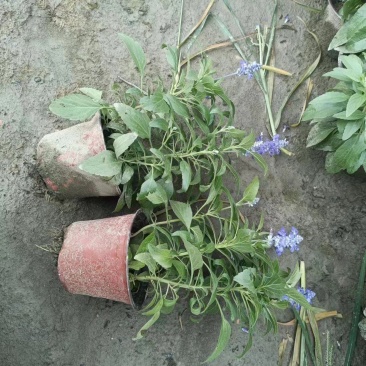 蓝花鼠尾草、14杯蓝花鼠尾草批发、加仑盆蓝花鼠尾草