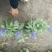 蓝花鼠尾草、14杯蓝花鼠尾草批发、加仑盆蓝花鼠尾草