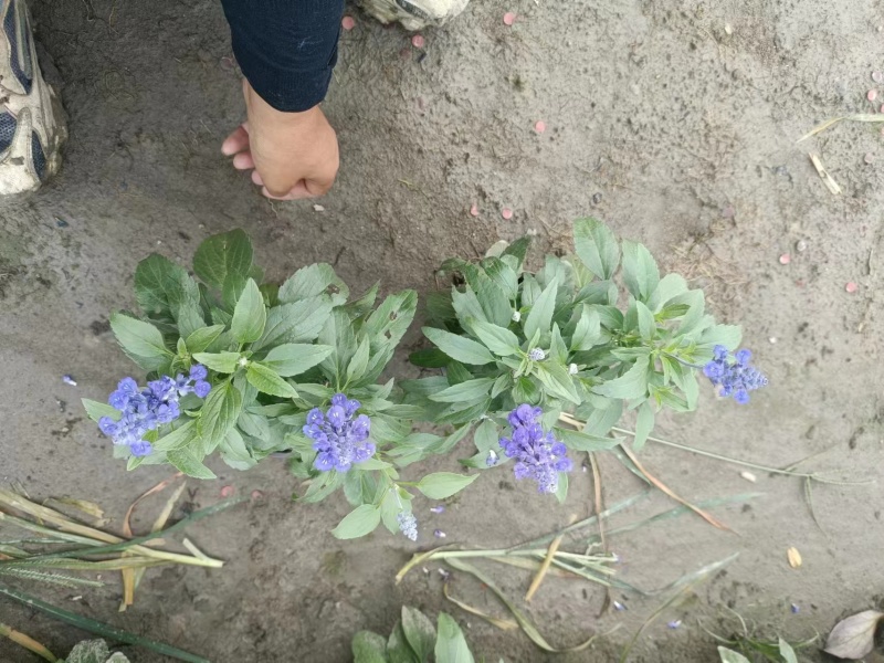 蓝花鼠尾草、14杯蓝花鼠尾草批发、加仑盆蓝花鼠尾草