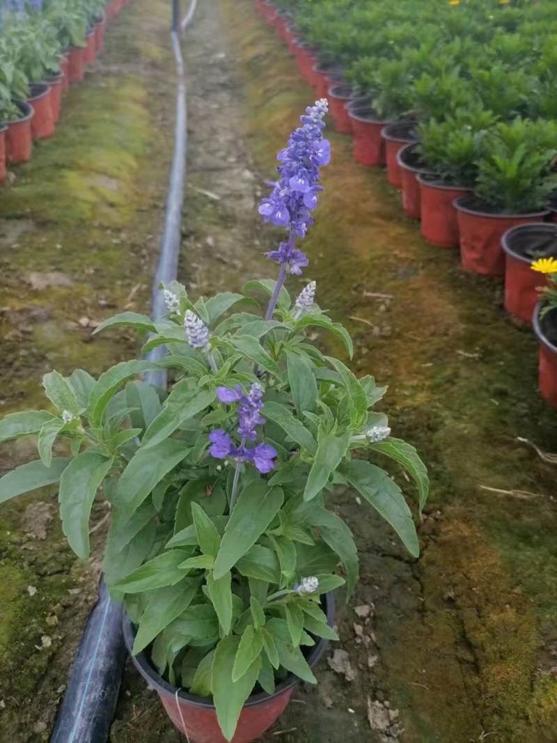 蓝花鼠尾草、14杯蓝花鼠尾草批发、加仑盆蓝花鼠尾草
