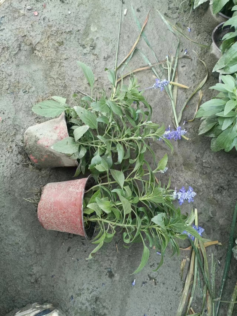 蓝花鼠尾草、14杯蓝花鼠尾草批发、加仑盆蓝花鼠尾草