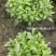 蓝花鼠尾草、14杯蓝花鼠尾草批发、加仑盆蓝花鼠尾草