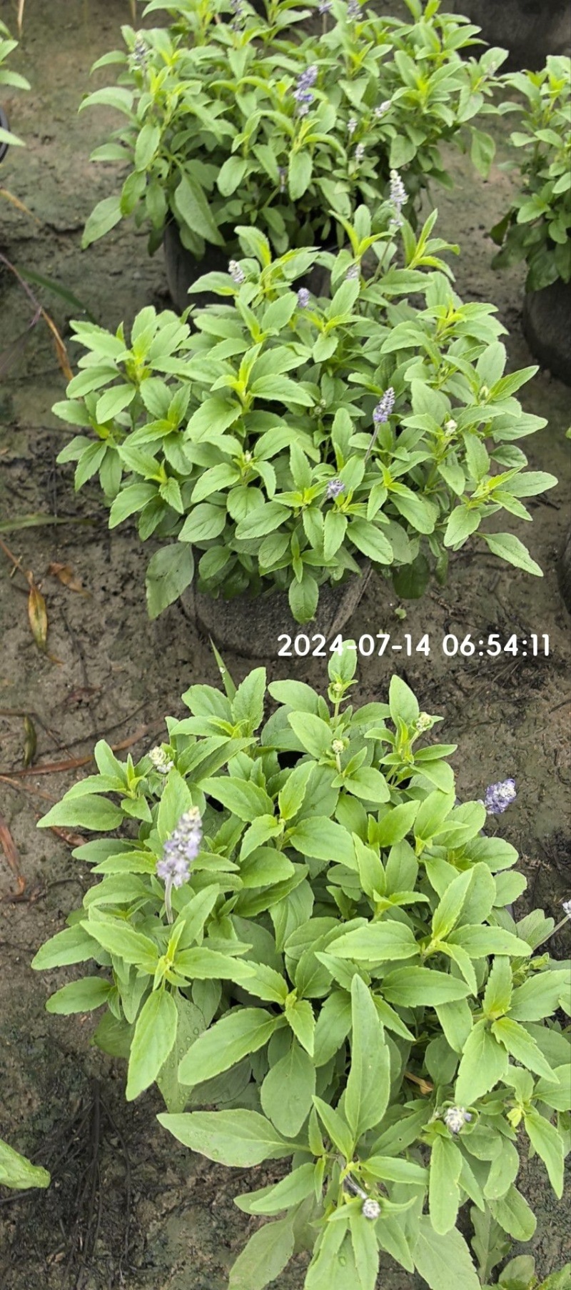 蓝花鼠尾草、14杯蓝花鼠尾草批发、加仑盆蓝花鼠尾草