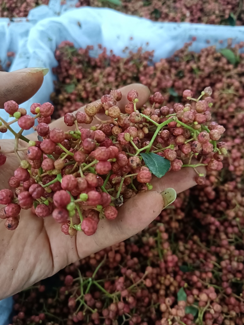 陕西韩城大红袍花椒鲜花椒干花椒颗粒大颜色好产地直发