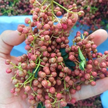 陕西韩城大红袍花椒鲜花椒干花椒颗粒大颜色好产地直发