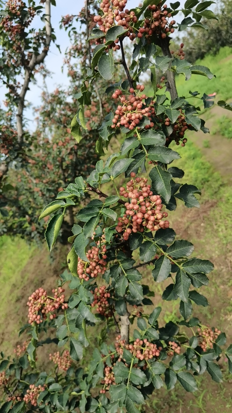 陕西省渭南市南原鲜花椒大红袍狮子头黄盖等。