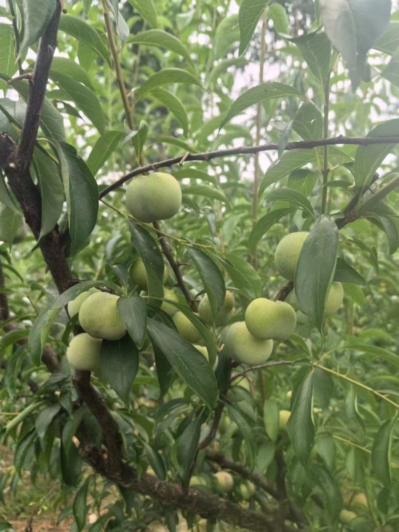 【推荐】半边红李子保质保量对接电商市场实力代办团队