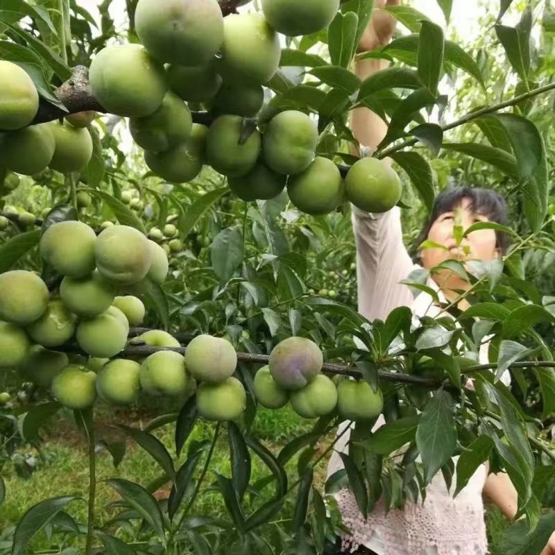 【推荐】半边红李子保质保量对接电商市场实力代办团队