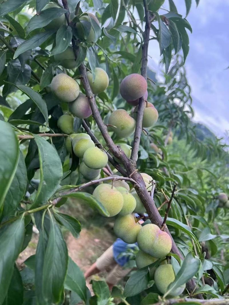 【推荐】半边红李子保质保量对接电商市场实力代办团队
