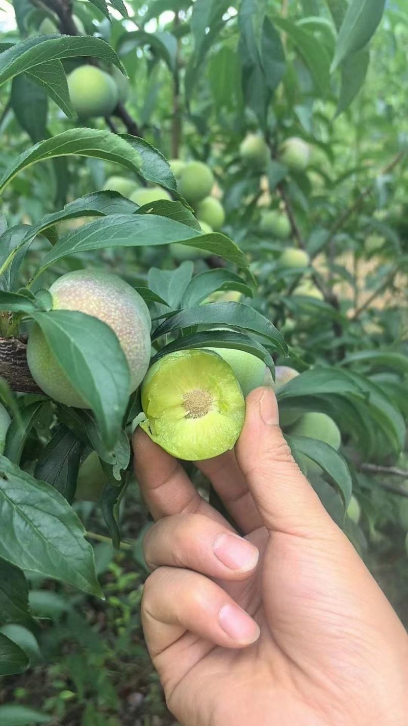 【推荐】半边红李子保质保量对接电商市场实力代办团队