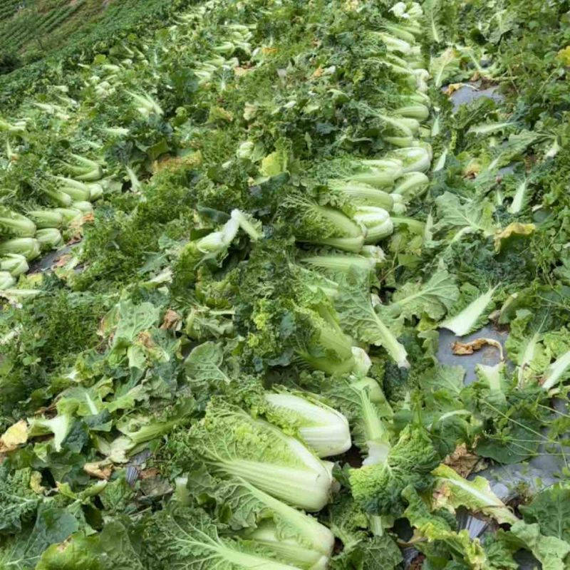 高山毛白菜，麻叶青