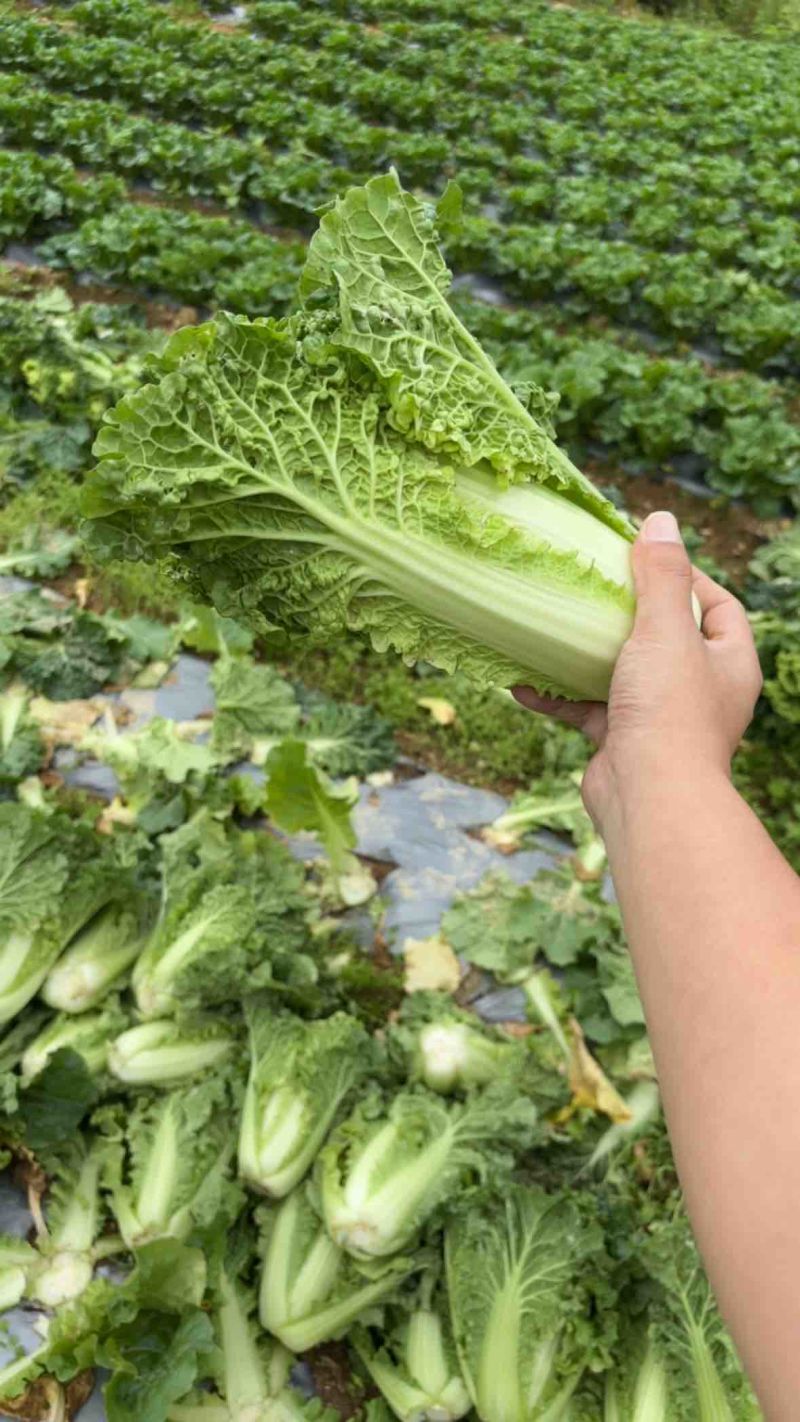 高山毛白菜，麻叶青