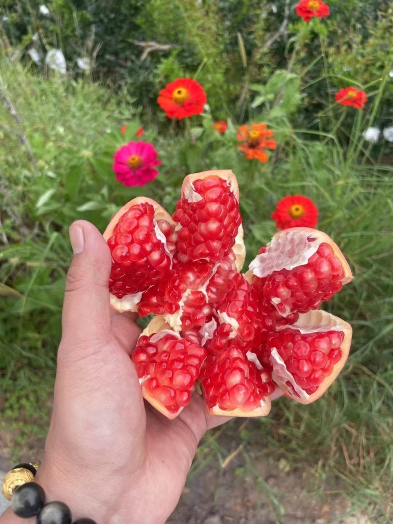 会理石榴-高山软籽石榴大量上市产地直发对接电商市场商超等