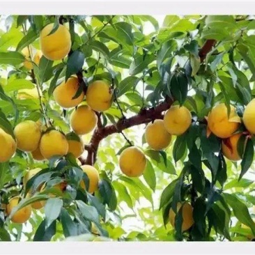 山东万亩桃园应季做罐头黄桃大量上市