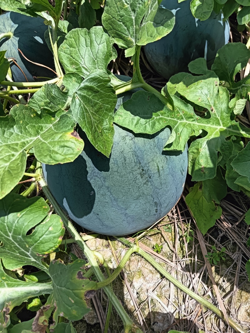 大量无籽西瓜上市，有需要的老板联系