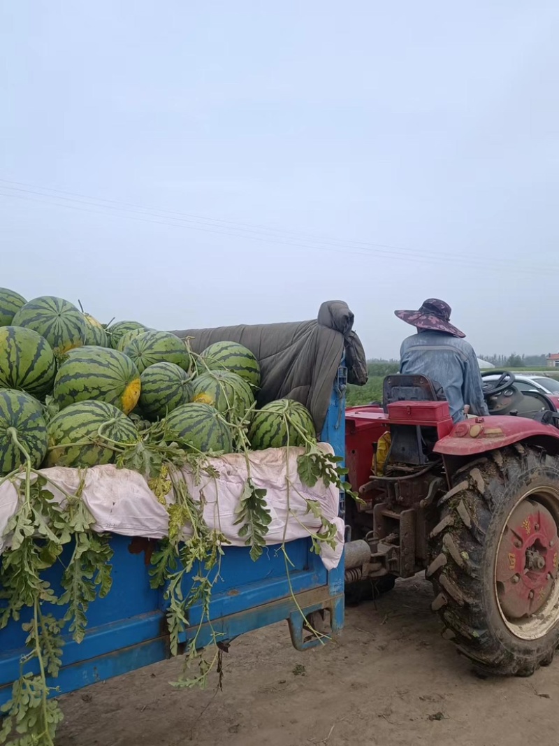 精品通辽硒砂瓜大量有货供应全国欢迎咨询