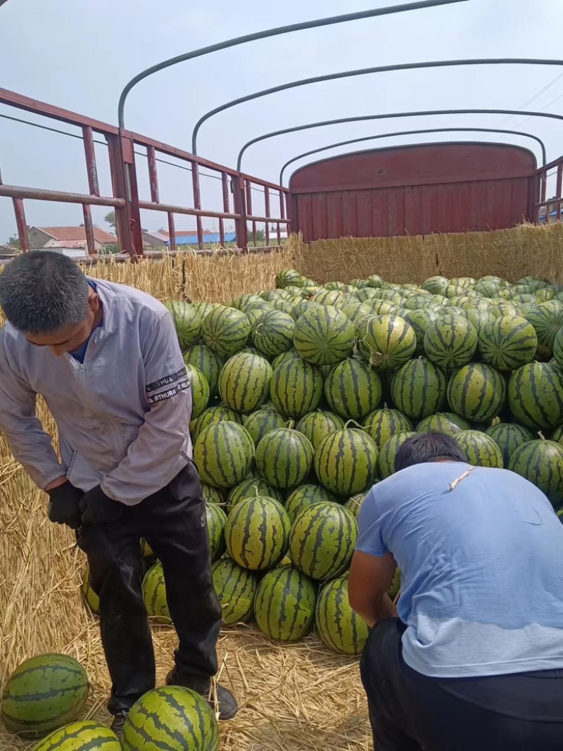 精品通辽硒砂瓜大量有货供应全国欢迎咨询