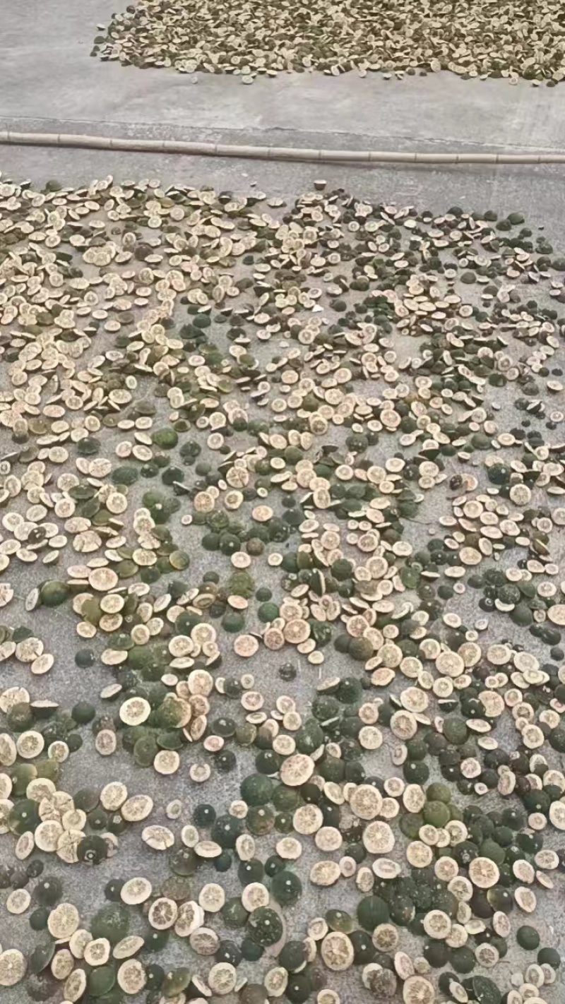 推荐青胡柚片自家货源质量保证量大价优欢迎来电