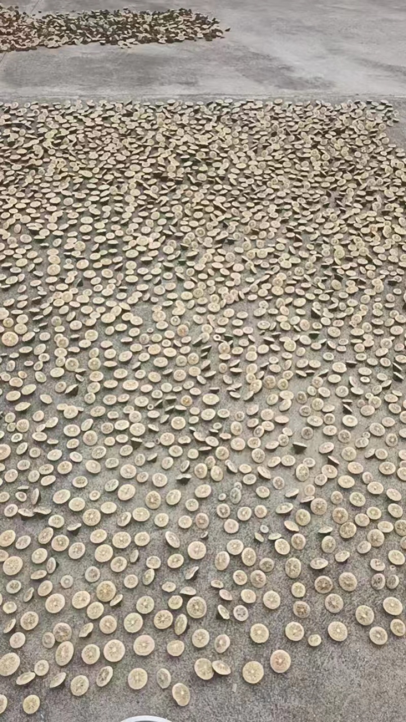 推荐青胡柚片自家货源质量保证量大价优欢迎来电