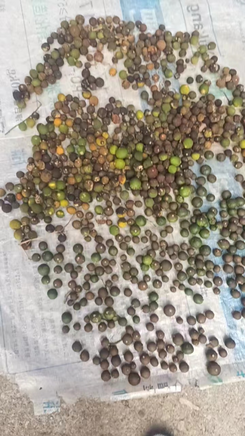 推荐青胡柚片自家货源质量保证量大价优欢迎来电
