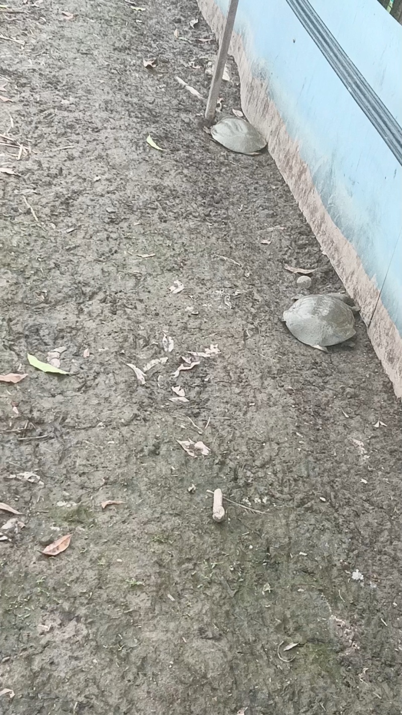 老甲鱼