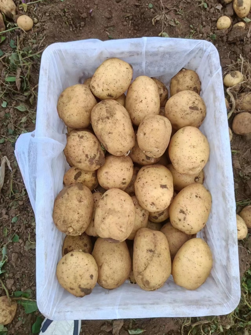 V7土豆产地直发大量供应质量保证欢迎各地客商订购