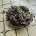 推荐何首乌藤自家货源质量保证量大价优欢迎来电