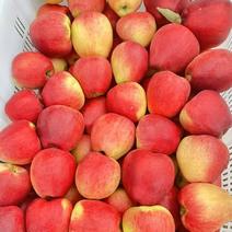 《冰糖心丑苹果》凉山高山苹果新鲜苹果大量上市一手货源